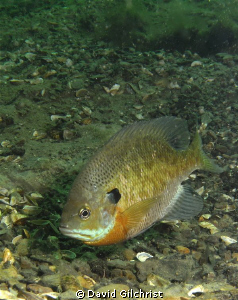 Bluegill Sunfish. Photo taken at local quarry, Windmill P... by David Gilchrist 